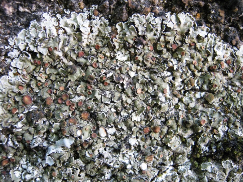 Squamarina cartilaginea?